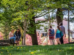 Students walking under trees on campus