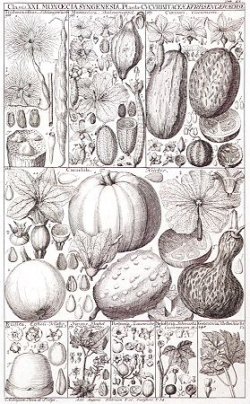 Plants Columbian exchange print