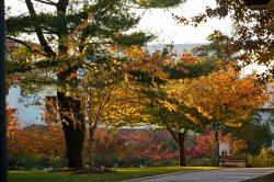 Fall foliage