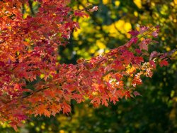 fall foliage