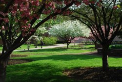MSU campus spring