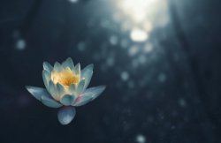 Lotus on water