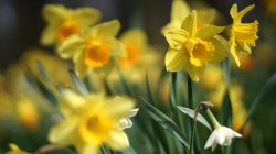 Daffodils