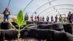 a seedling grows from the ground