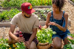 garden staff harvesting crops