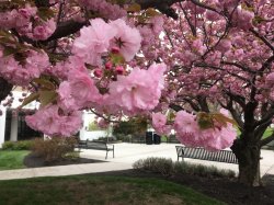Photo of cherry blossoms in spring