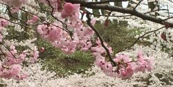 Photo of cherry blossoms