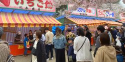 Festival in Japan