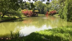 Image of a Japanese Garden