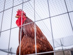 A rooster in a cage
