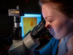 Student looks into a microscope; a jellyfish is projected on the screen behind her.