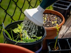 Water flows from a watering can onto a potted plant.