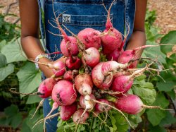 A gardener holds a dozen large pink radishes.