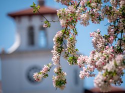 photo of university hall and flowers