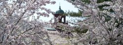 Photo of Bell Tower in Spring