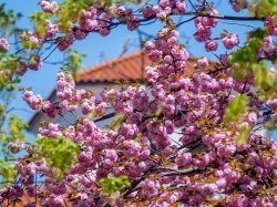 blossoms on trees in the spring