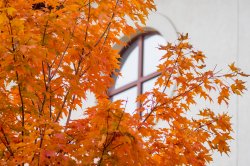 A tree in the fall with the leaves changing colors and a window behind.