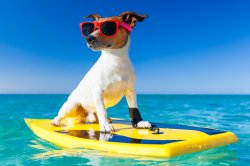 dog wearing sunglasses on a paddleboard in the water