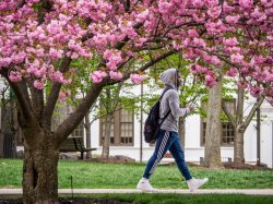 Photo of student walking along campus in front of flowering tree.