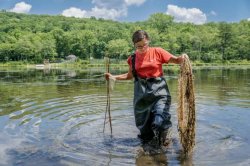 Photo of student standing in a lake wearing rubber gear and holding a net while doing snapping turtle research.