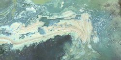 algal bloom