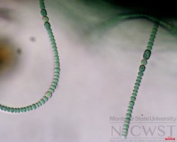 anabaena (image 1)