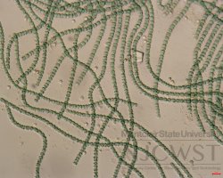 anabaena (image 2)