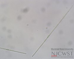 aphanizomenon (image 1)