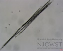 aphanizomenon (image 2)