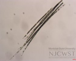 aphanizomenon (image 3)