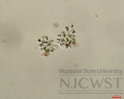 aphanocapsa (image 1)