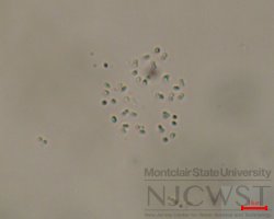 aphanocapsa (image 2)