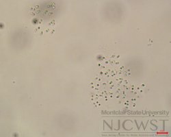 aphanocapsa (image 3)