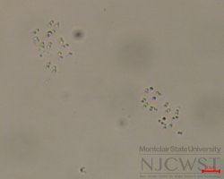 aphanocapsa (image 4)