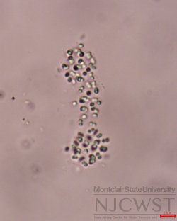 aphanocapsa (image 5)