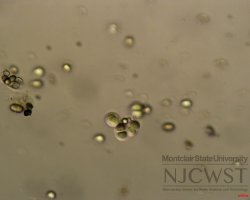 chroococcus (image 5)