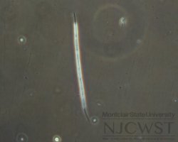 cuspidothrix (image 1)