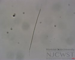 cuspidothrix (image 2)