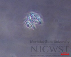 cyanodictyon (image 1)