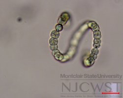 dolichospermum (image 3)
