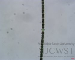 dolichospermum (image 4)