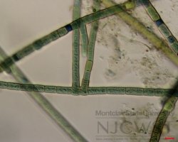hapalosiphon (image 2)