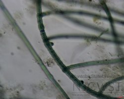 hapalosiphon (image 3)