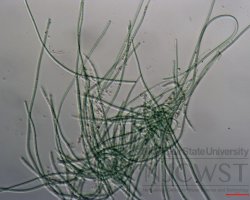 leptolyngbya (image 2)