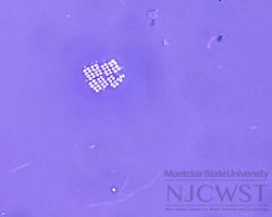 merismopedia (image 3)