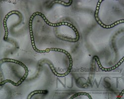 nostoc at 400x magnification