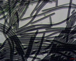 phormidium (image 1)