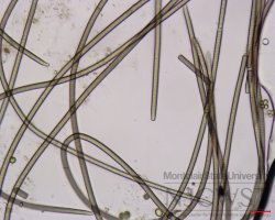 phormidium (image 2)