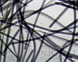 phormidium (image 3)
