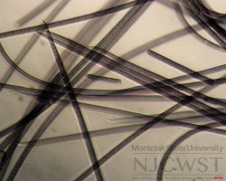 phormidium (image 4)